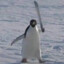 dancsykahu