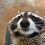 The coon
