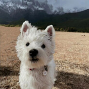 不想装菜了好累