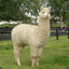 alpaca_br