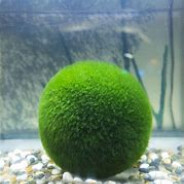 Moss Ball