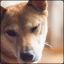 Winkin Shiba