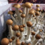 Psilocybin Mushrooms