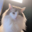默默无闻的野猪