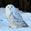 Sova_206