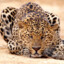 LeoparduMami:()