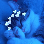 cat's avatar