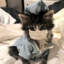 kitten