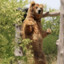 bearz