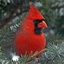 Northern Cardinal