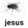 bug evolved