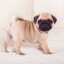 PUG