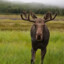 Moose