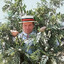 bush