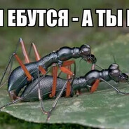 муравьиный секс