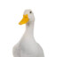 Quack CS.PRO