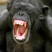 Chimp Strength™ avatar