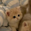 ♥Kenshik~