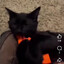Cat cobaine