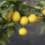 LemonTree