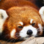 Red Panda