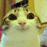 叫兽来治猩猩的你