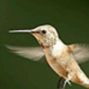 好奇的两棵小小的蒜