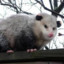 Possum Friend