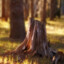 r0tten_stump