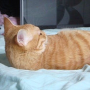 我喜欢你的猫猫虫