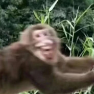 满山猴子我腚最红