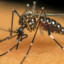 Mosquito tupinambá