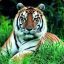 Affe