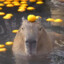 Capybara