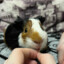 guinea pig Gosha