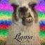 Llama Rancher