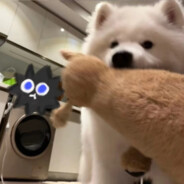 白给阿飞他来辣