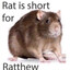 Ratthew Swimberman