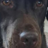 CSGOSKINS“skins.army”