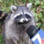 Trash Talkin&#039; Raccoon