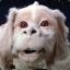 Falcor Montoya