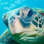 TURTLEMAN
