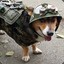 Combat Corgi