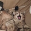 Cat Bekir