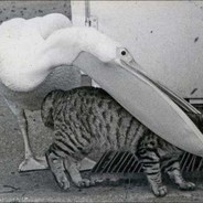 猫神
