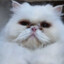 Hicho