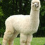 Alpacaguy