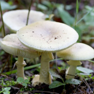 КиберПоганка