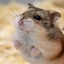 Mr Hamster