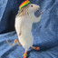 Bumba Rat